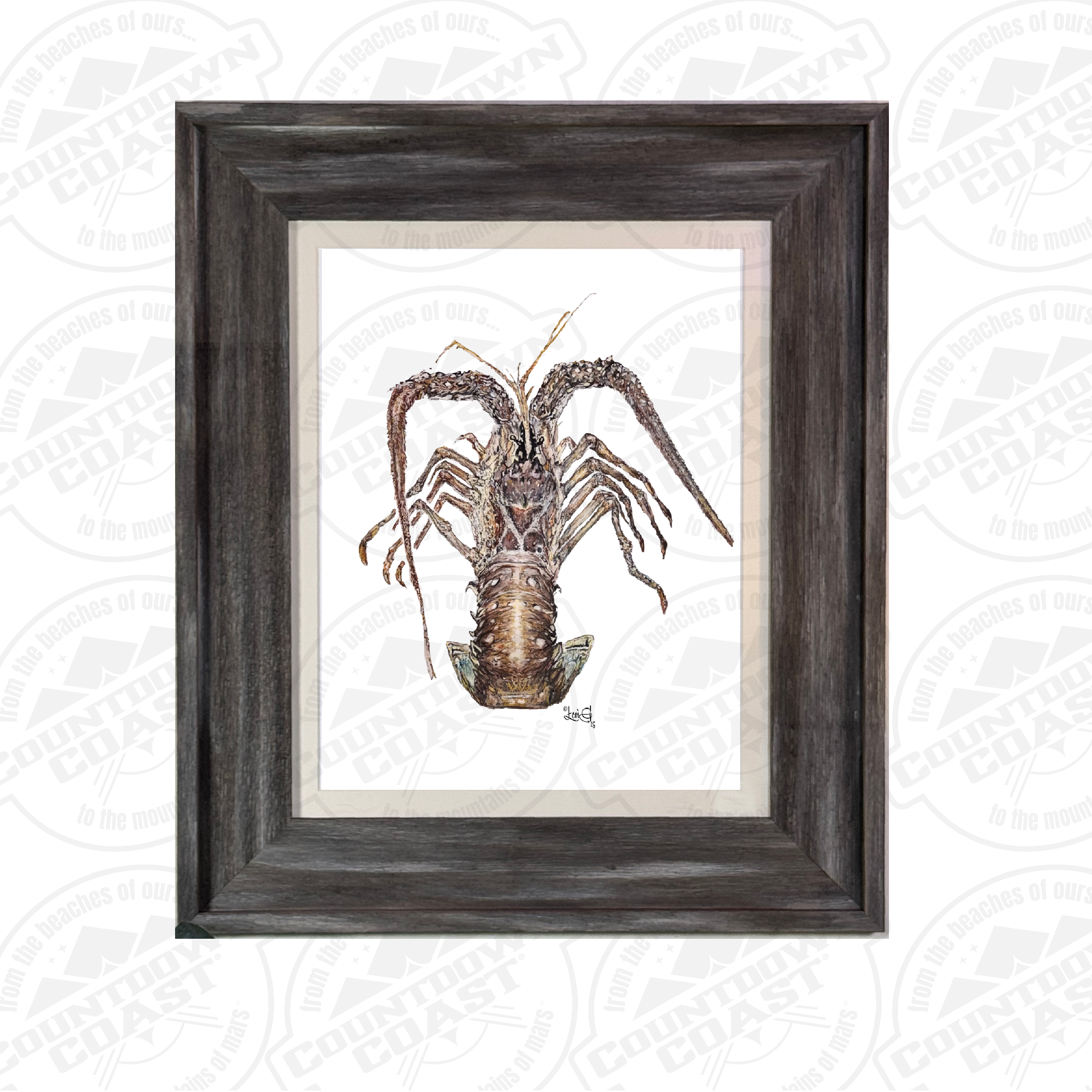 Spiny Lobster Framed Art
