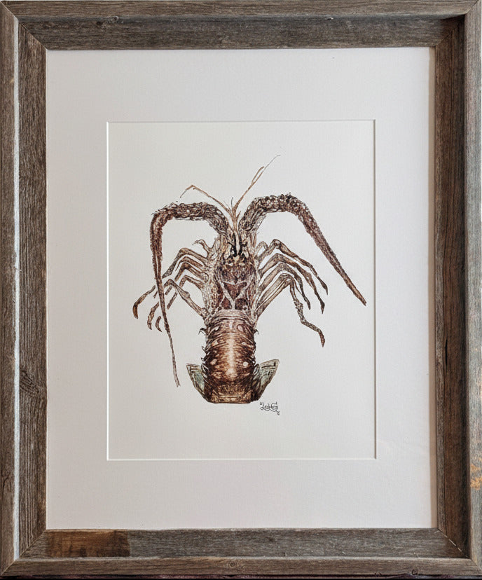 Framed artwork of a detailed illustration of a Florida lobster on a white background